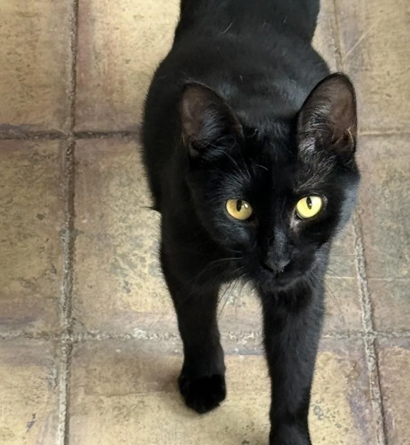 A young medium-sized male Black Domestic Short Hair cat named Marc Anthony for adoption in Albuquerque, NM