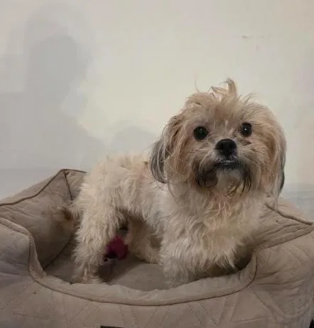 A young small-sized male White / Cream Shih Tzu dog named Beau for adoption in Manvel, TX