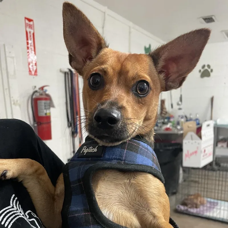 Paco