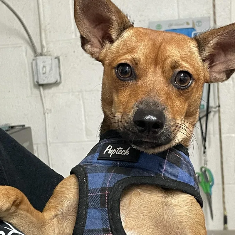 Paco thumbnail 2