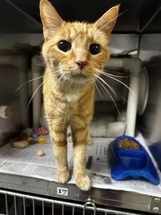 A senior medium-sized male Orange / Red Domestic Short Hair cat named Tabi for adoption in North Myrtle Beach, SC