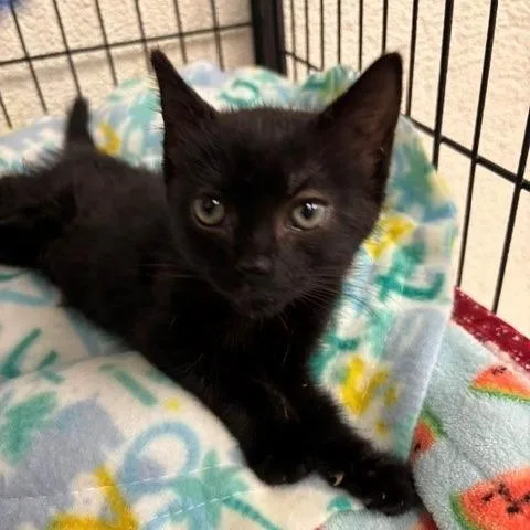 A baby small-sized female Black Domestic Short Hair cat named Beanie for adoption in Long Beach, CA