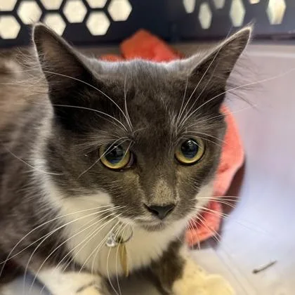An adult medium-sized male Domestic Medium Hair cat named Furcules for adoption in Lansing, MI