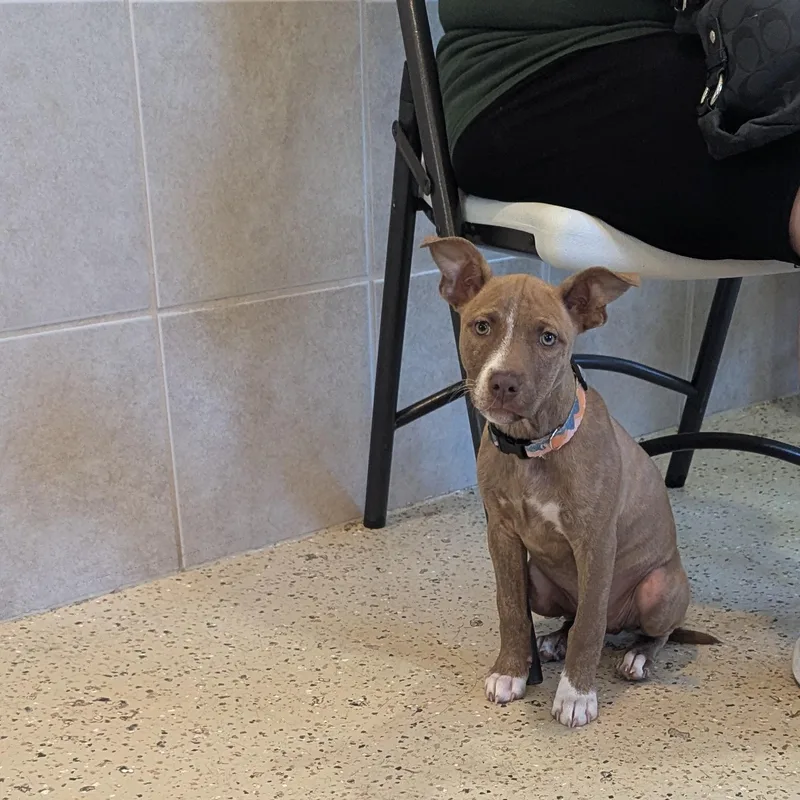 A baby medium-sized female Mixed Breed dog named Nina for adoption in Fenton, MI