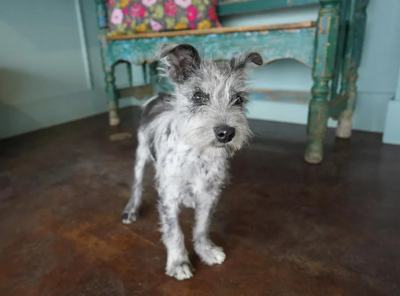 Queen Latifah thumbnail 2