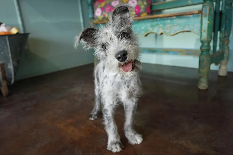 A baby small-sized female Gray / Blue / Silver Schnauzer dog named Queen Latifah for adoption in San Antonio, TX
