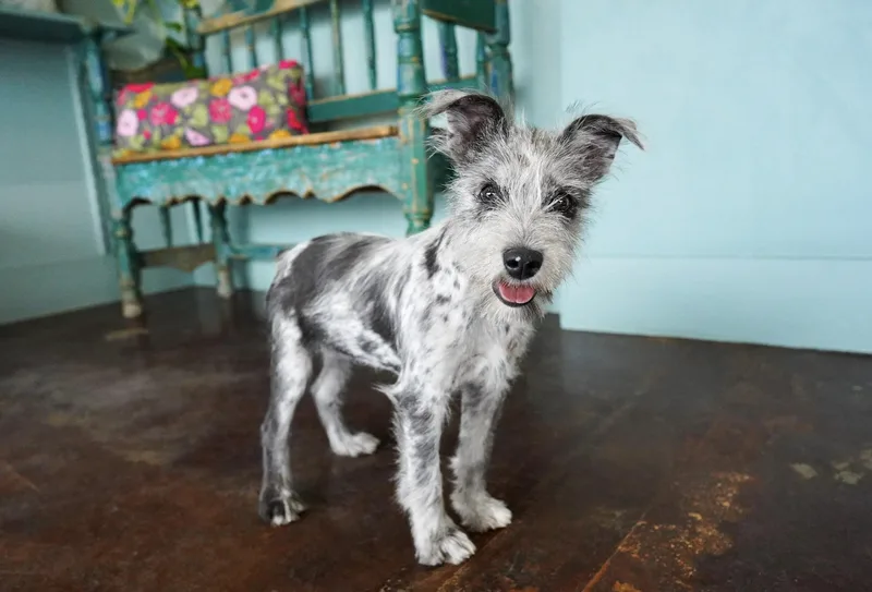 Queen Latifah thumbnail 3