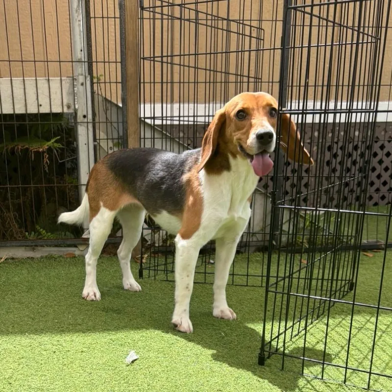 An adult small-sized female Yellow / Tan / Blond / Fawn Beagle dog named Nala for adoption in LOXAHATCHEE, FL