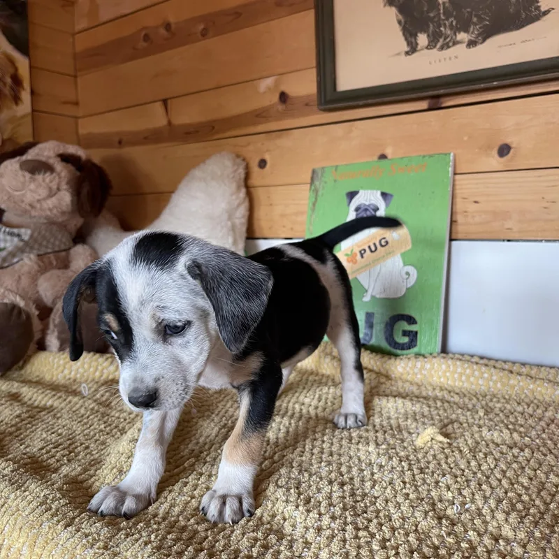 A baby small-sized female Cattle Dog dog named Josette for adoption in Vacaville, CA