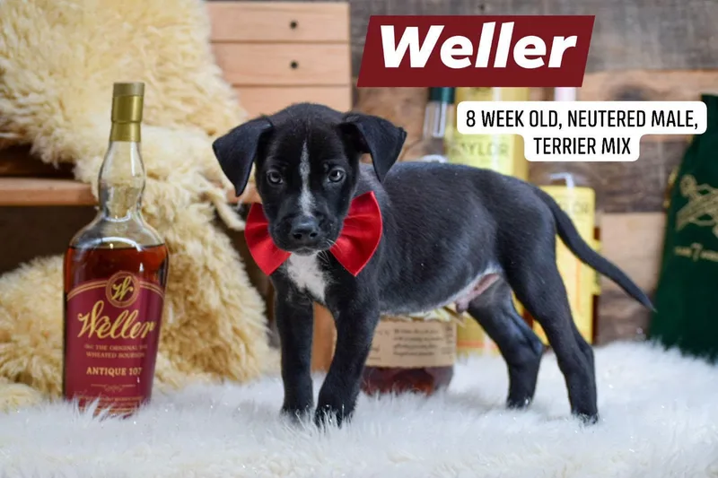 Weller thumbnail 2
