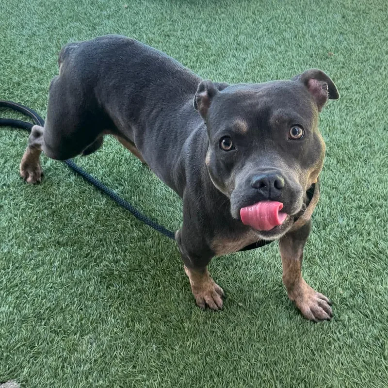 Possum A thumbnail 2