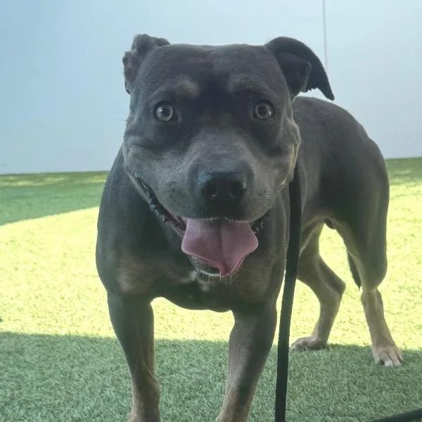 Possum A thumbnail 4