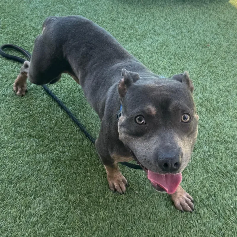 Possum A thumbnail 5