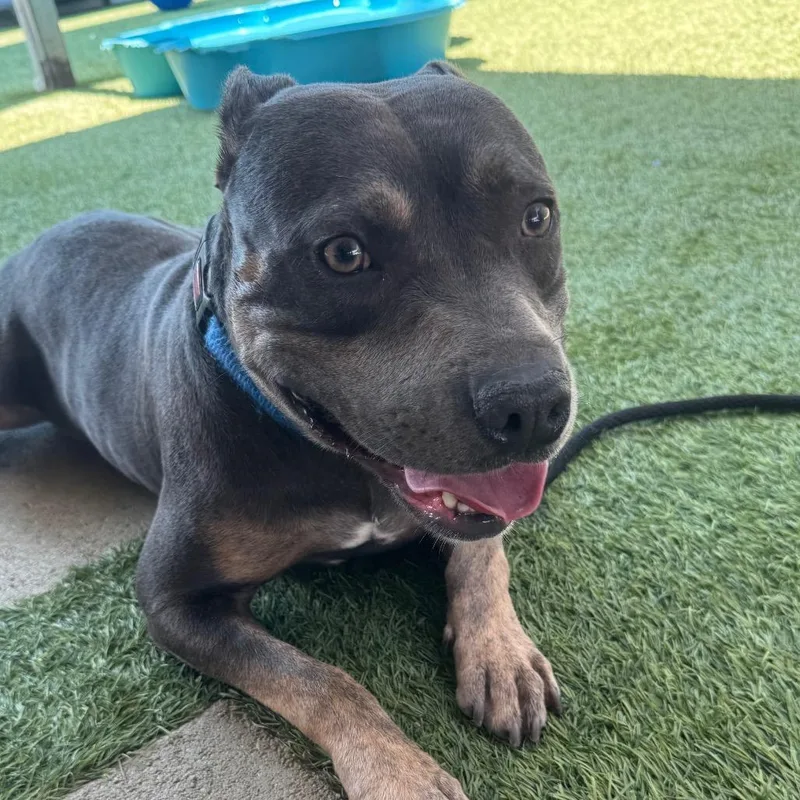 Possum A thumbnail 6