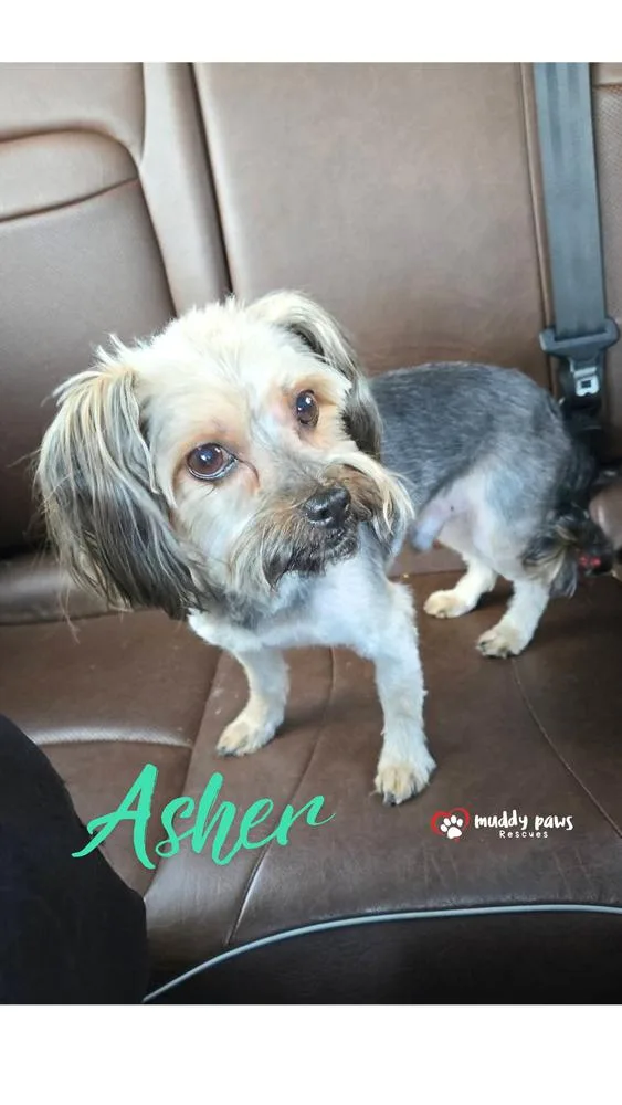 Asher