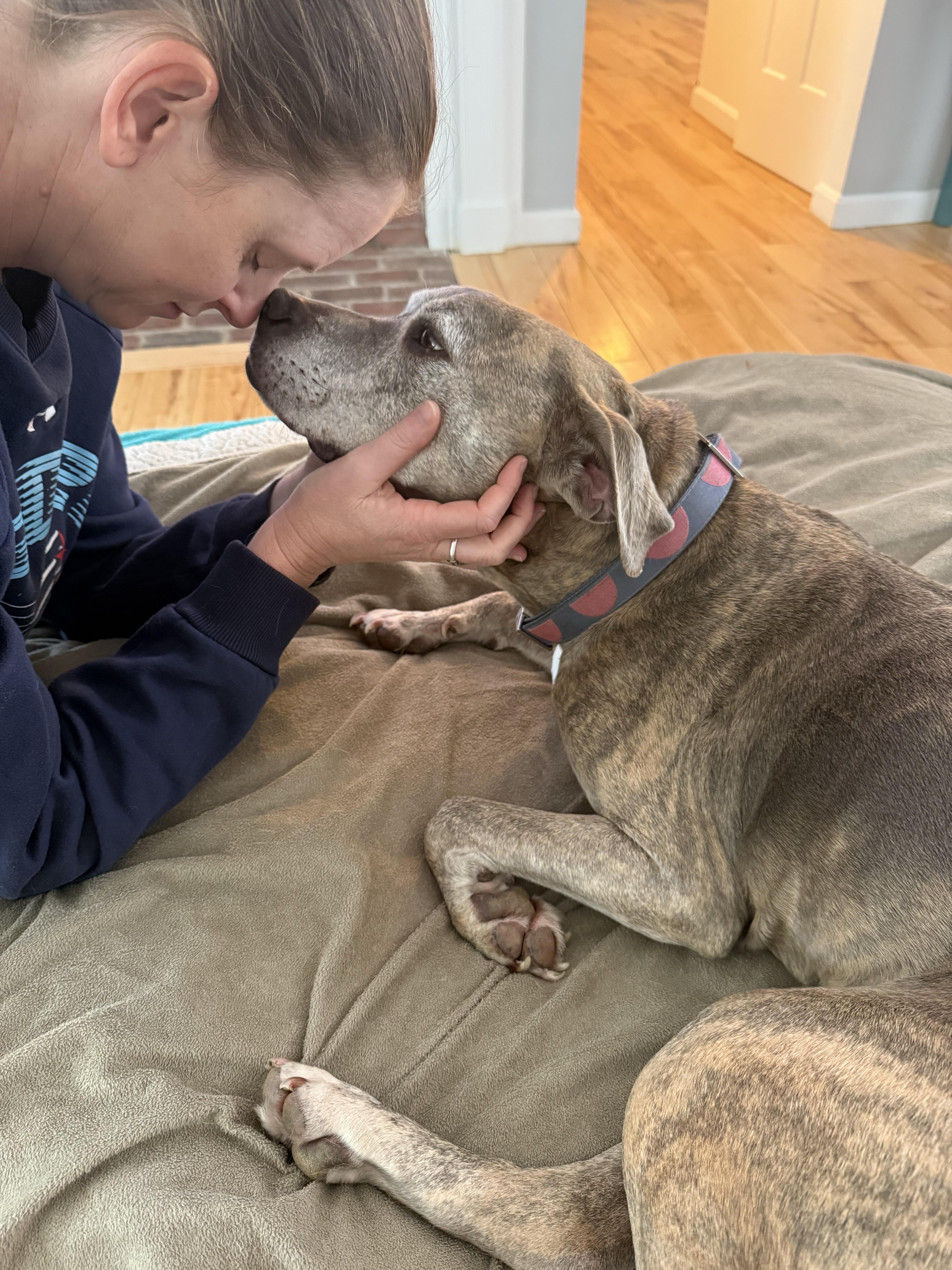 A senior medium-sized female Gray / Blue / Silver Pit Bull Terrier dog named Minni for adoption in New Boston, NH