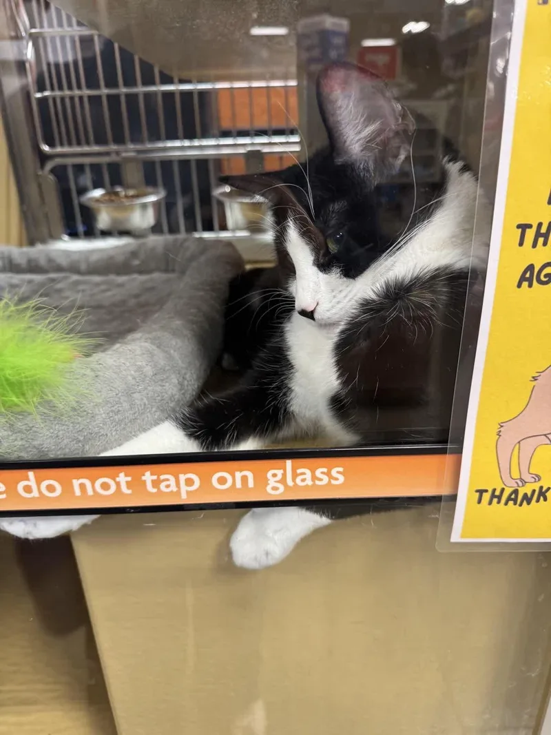 A young medium-sized female Black Domestic Short Hair cat named Jazzy for adoption in Covina , CA