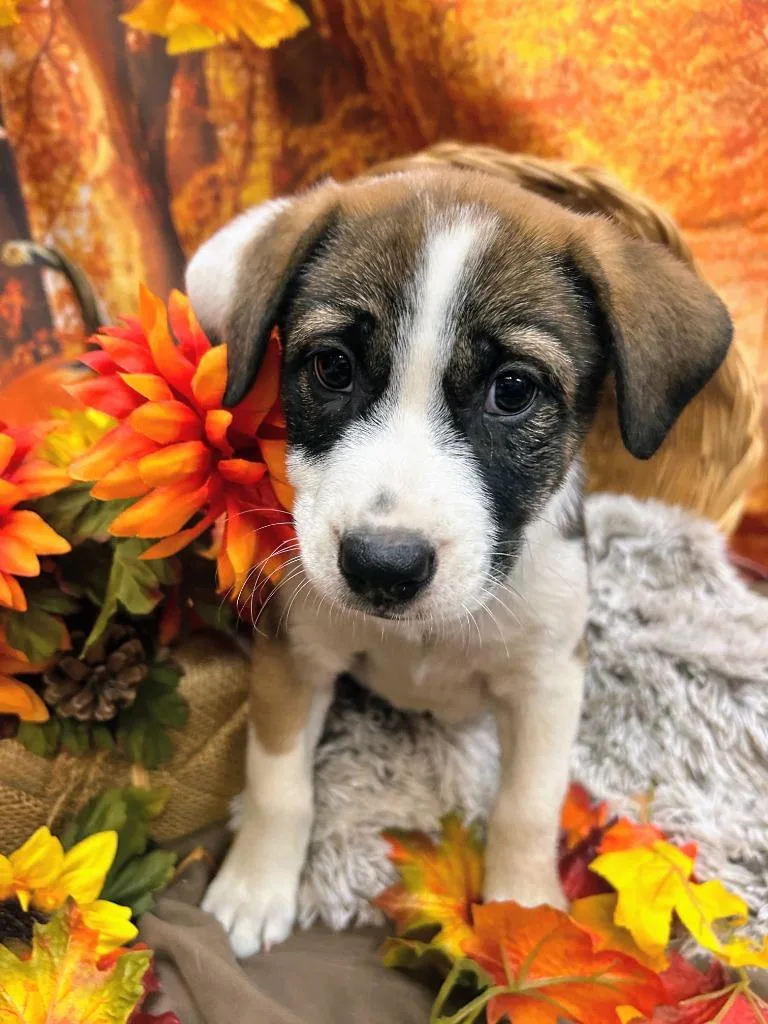 A baby medium-sized female Shepherd dog named Butterball for adoption in Bryant, AR