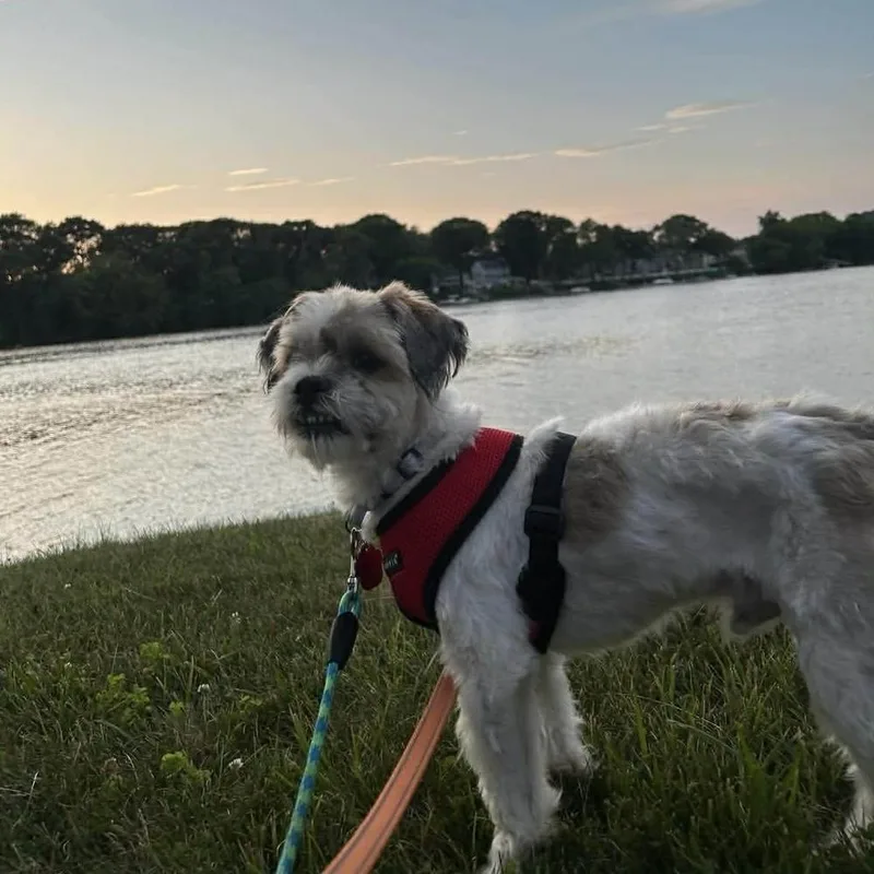 An adult small-sized male Shih Tzu dog named Beckett for adoption in Groveland, MA