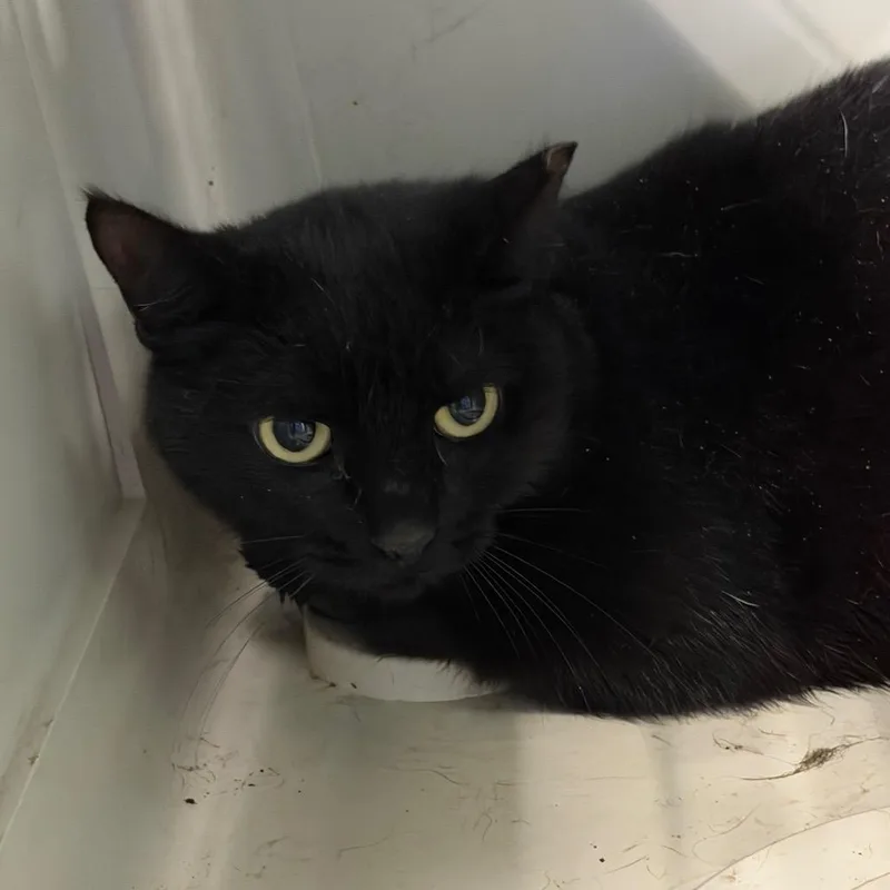 An adult medium-sized female Black Domestic Short Hair cat named Ear Tipped for adoption in Greensboro, NC