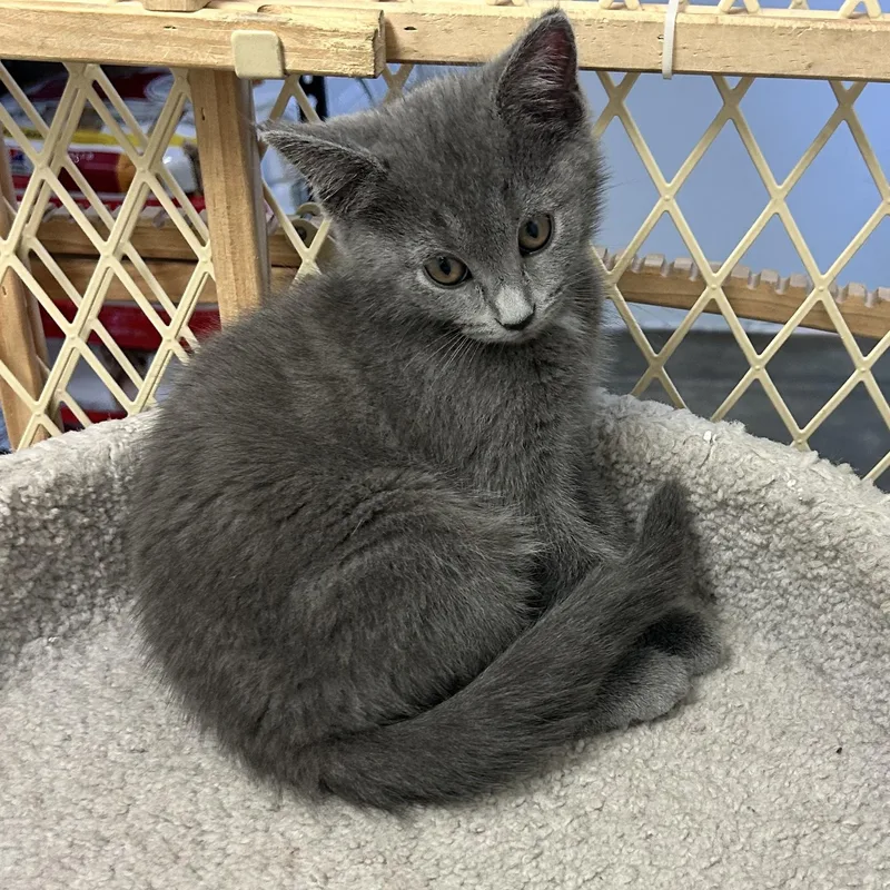 A baby medium-sized female Gray / Blue / Silver Domestic Short Hair cat named Nyx for adoption in Wilmington, OH