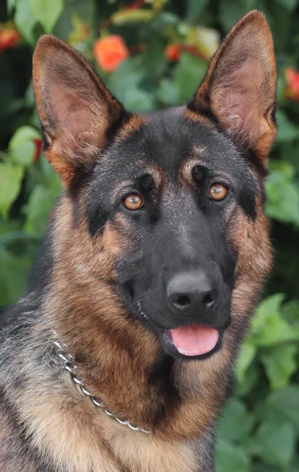A young large-sized female Black German Shepherd Dog dog named Britta von Beilstein for adoption in Los Angeles, CA