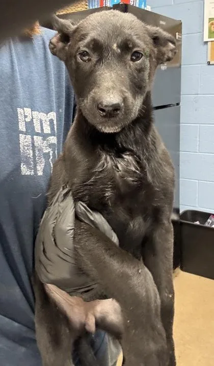 A baby small-sized female Mixed Breed dog named Dessert for adoption in Chamblee, GA