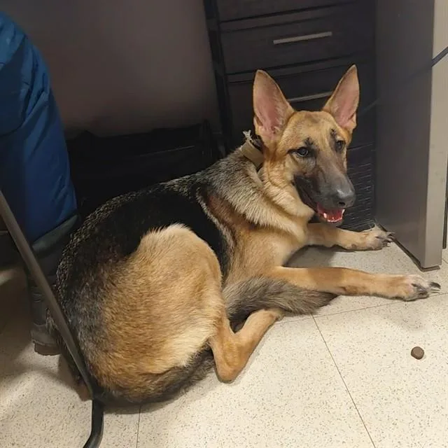 A young medium-sized female German Shepherd Dog dog named Kettle for adoption in Huntsville, AL