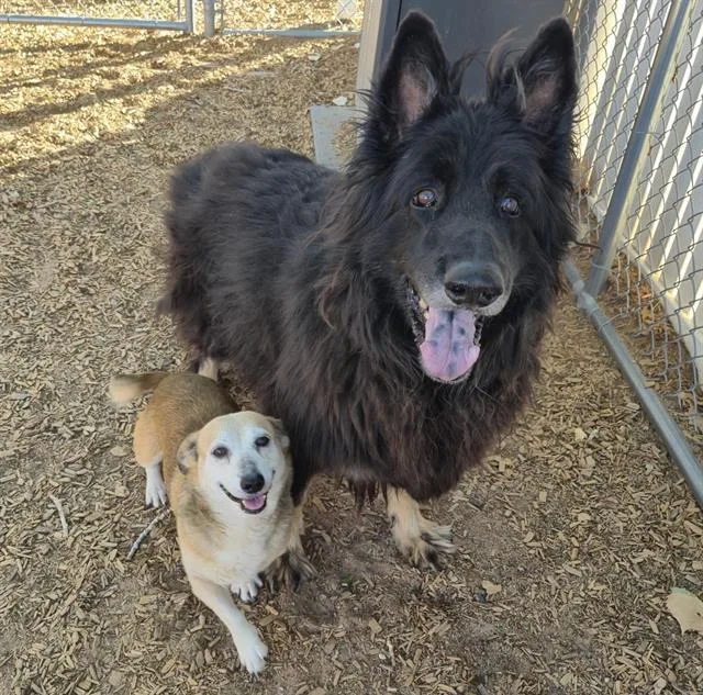 A senior medium-sized male German Shepherd Dog dog named Cody for adoption in Albuquerque, NM