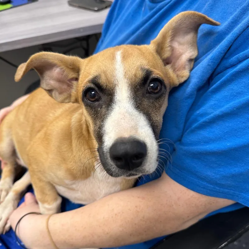 A baby small-sized female Brown / Chocolate Mixed Breed dog named Mo for adoption in Columbiana, AL