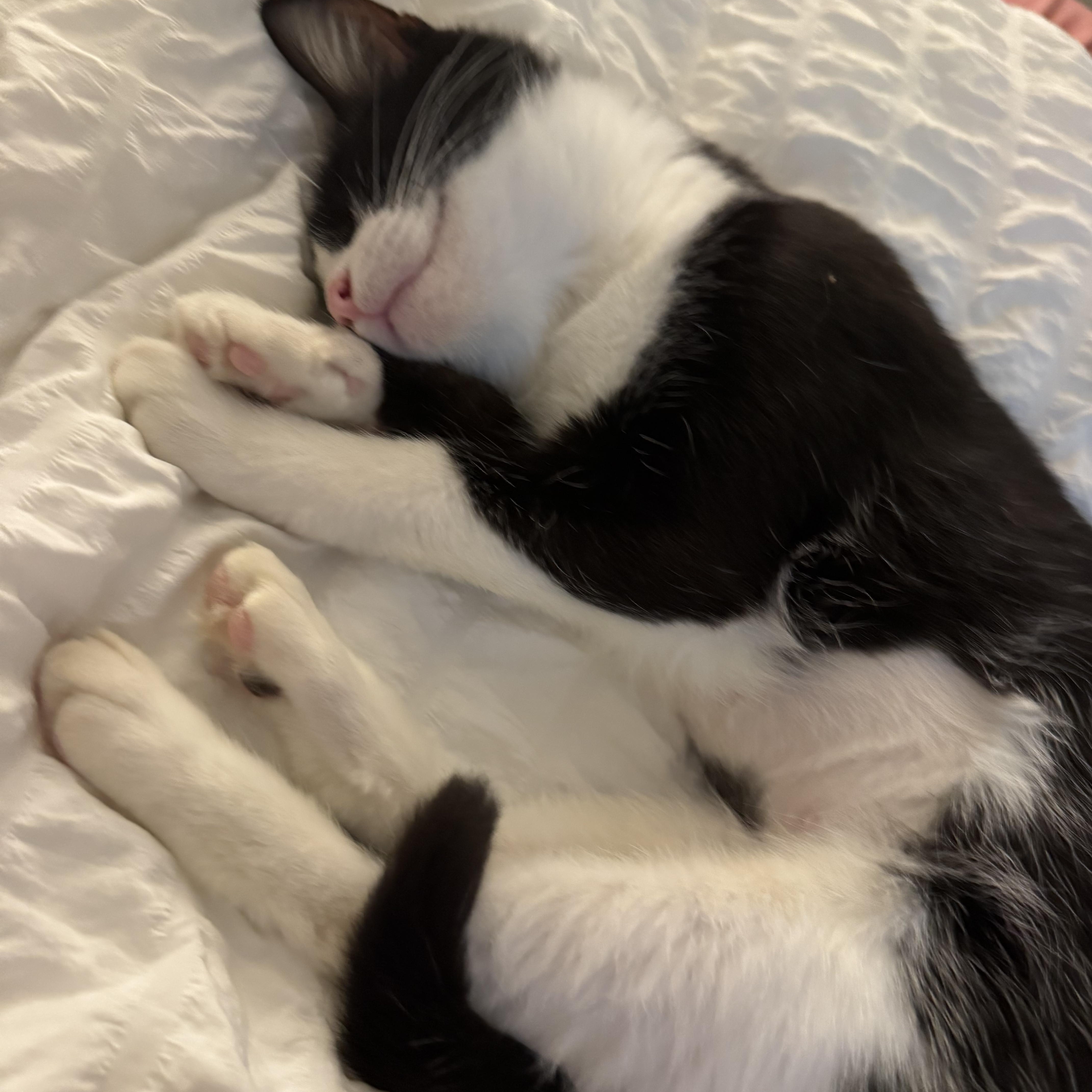 An adult medium-sized female Tuxedo cat named Delilah for adoption in Columbia, SC