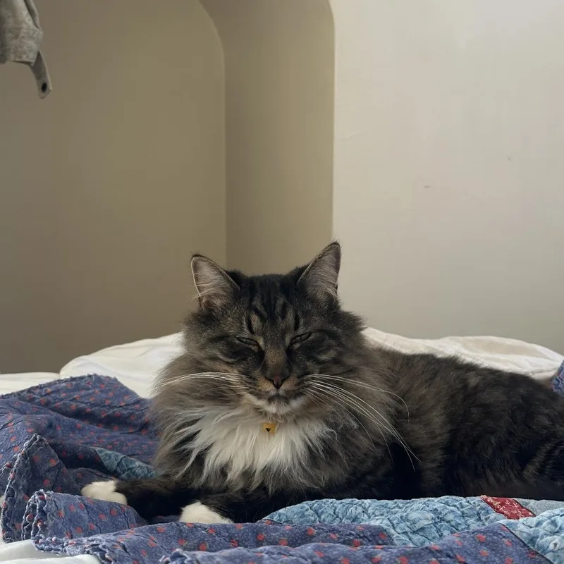 An adult small-sized male Domestic Long Hair cat named Kato for adoption in Lynchburg, VA