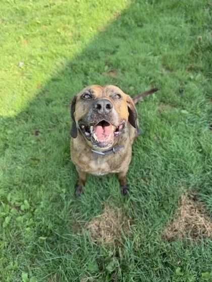 Otis