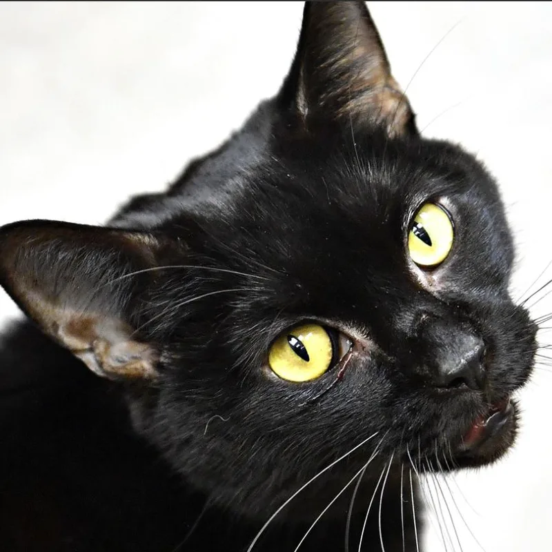 An adult large-sized male Black Domestic Short Hair cat named Onyx for adoption in York, PA