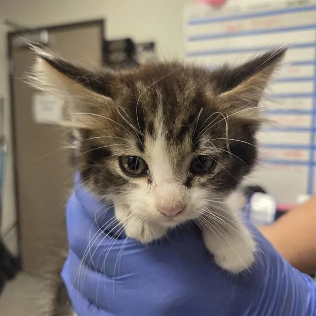 A baby small-sized male Domestic Long Hair cat named Miles for adoption in Ontario, CA