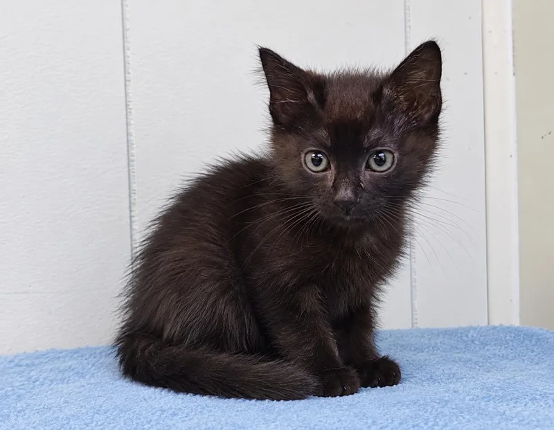 A baby medium-sized male Domestic Medium Hair cat named Patton for adoption in Millington, TN