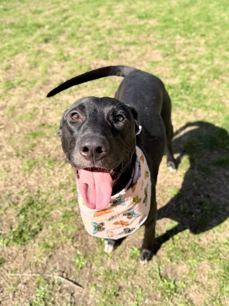 An adult medium-sized female Mixed Breed dog named Beauty for adoption in Menomonie, WI