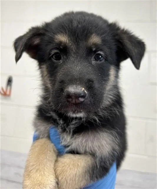 A baby small-sized male German Shepherd Dog dog named Ozzy for adoption in San Bernardino, CA