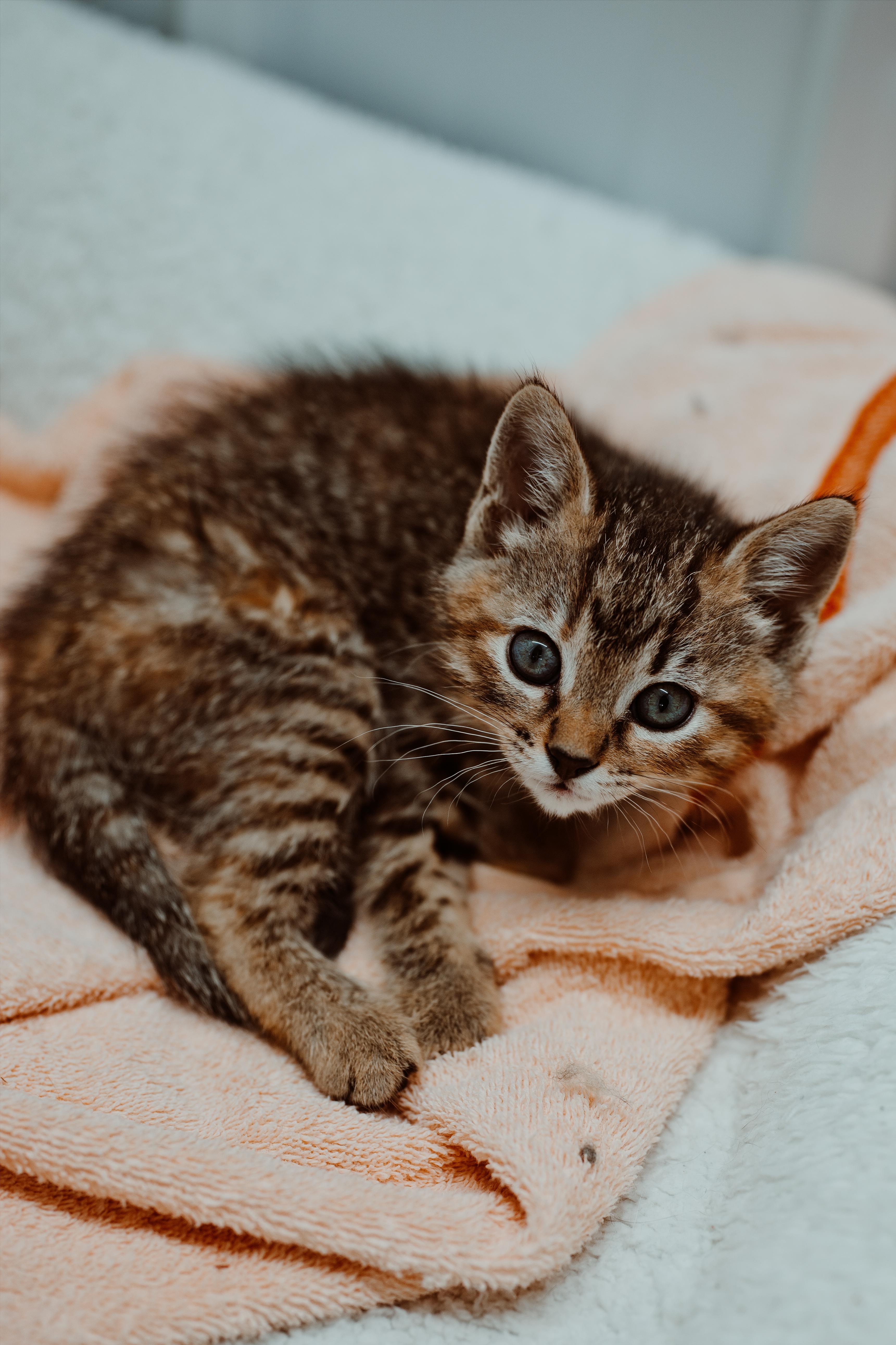 A baby medium-sized female Tabby (Tiger Striped) Domestic Short Hair cat named Sugar for adoption in Le Mars, IA