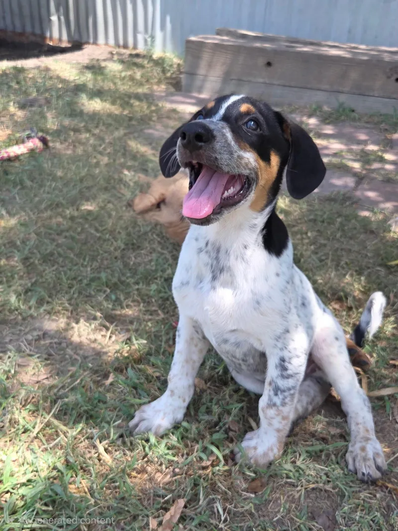 A young medium-sized male Hound dog named Maddox for adoption in Fort Collins, CO