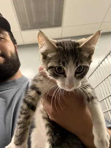 A baby medium-sized male Domestic Short Hair cat named Heckle for adoption in San Martin, CA