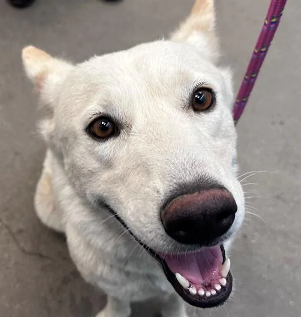 Tundra