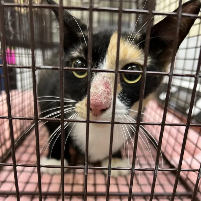 An adult medium-sized female Black Domestic Short Hair cat named Jasmine for adoption in Galveston, TX