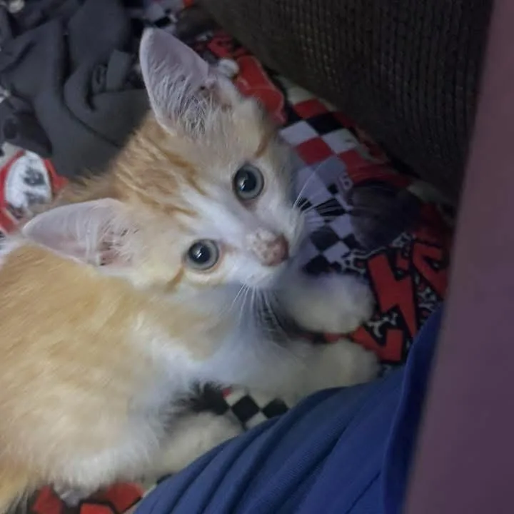 A baby small-sized male Orange / Red Domestic Short Hair cat named Dash for adoption in Columbus, GA