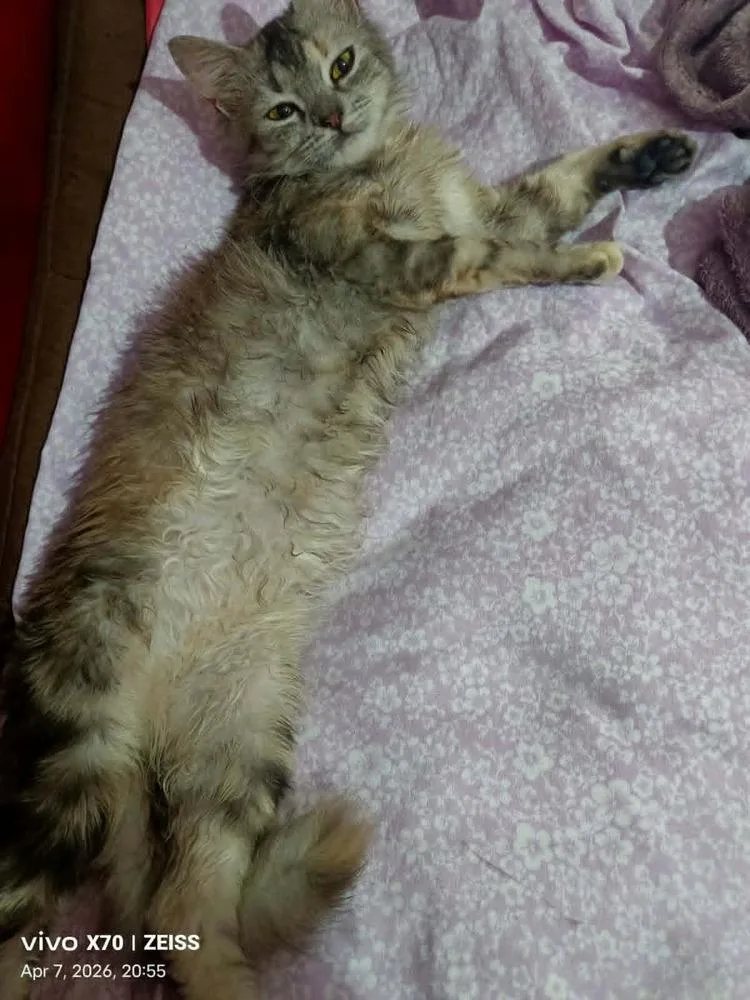 A baby small-sized female Gray / Blue / Silver Persian cat named Basboosa for adoption in WOLCOTT, CT