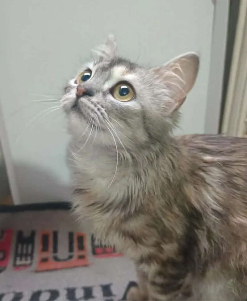 Basboosa thumbnail 2