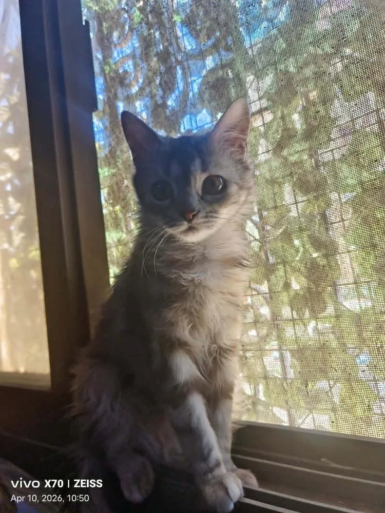 Basboosa thumbnail 3