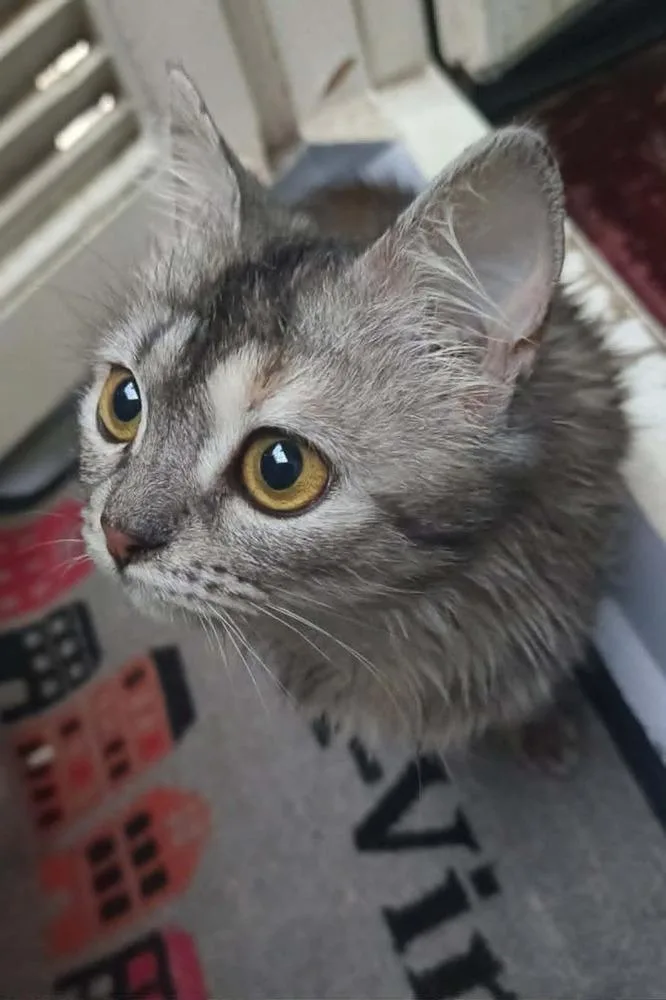 Basboosa thumbnail 4