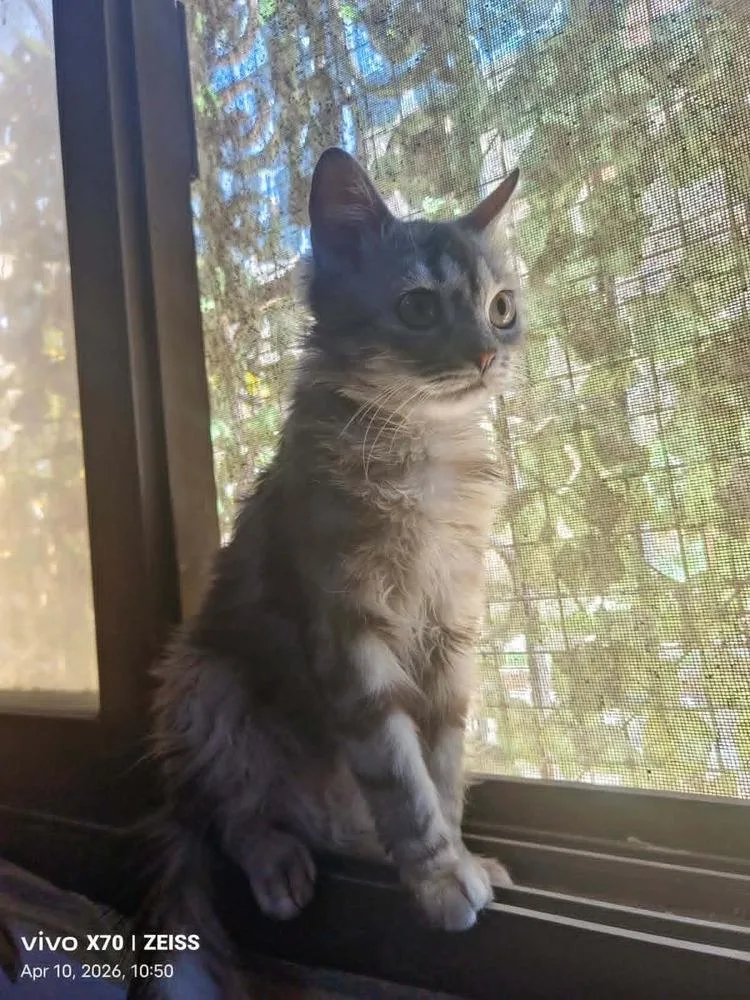 Basboosa thumbnail 5