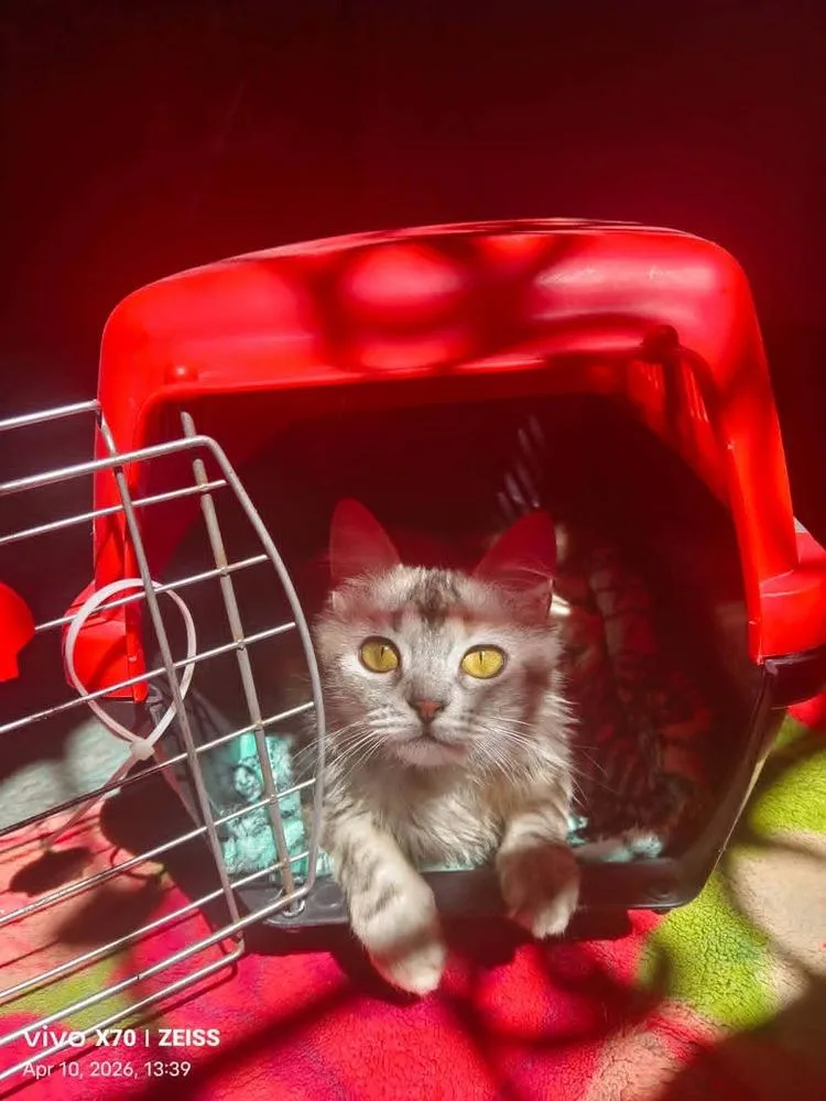 Basboosa thumbnail 6